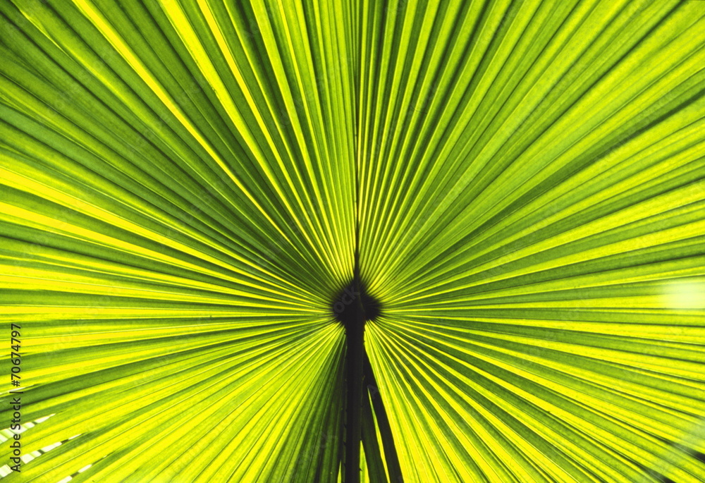 palmblatt StockFoto Adobe Stock