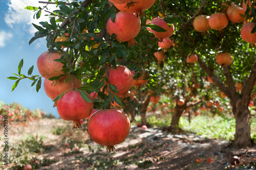 Ripe pomegranate  fruits  on  tree branch.