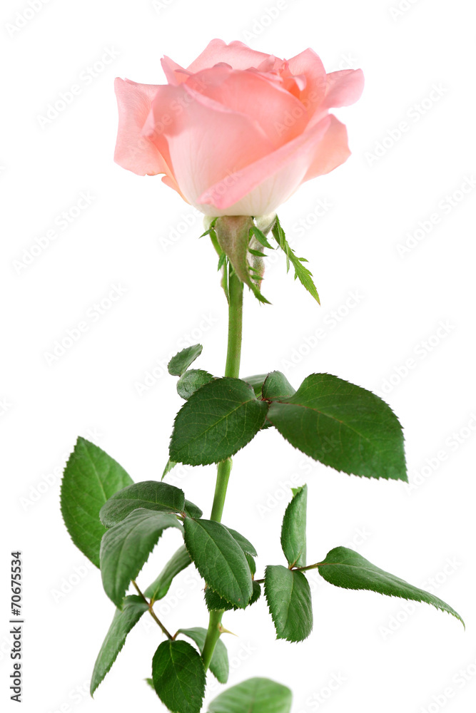 Obraz premium beautiful rose, isolated on white