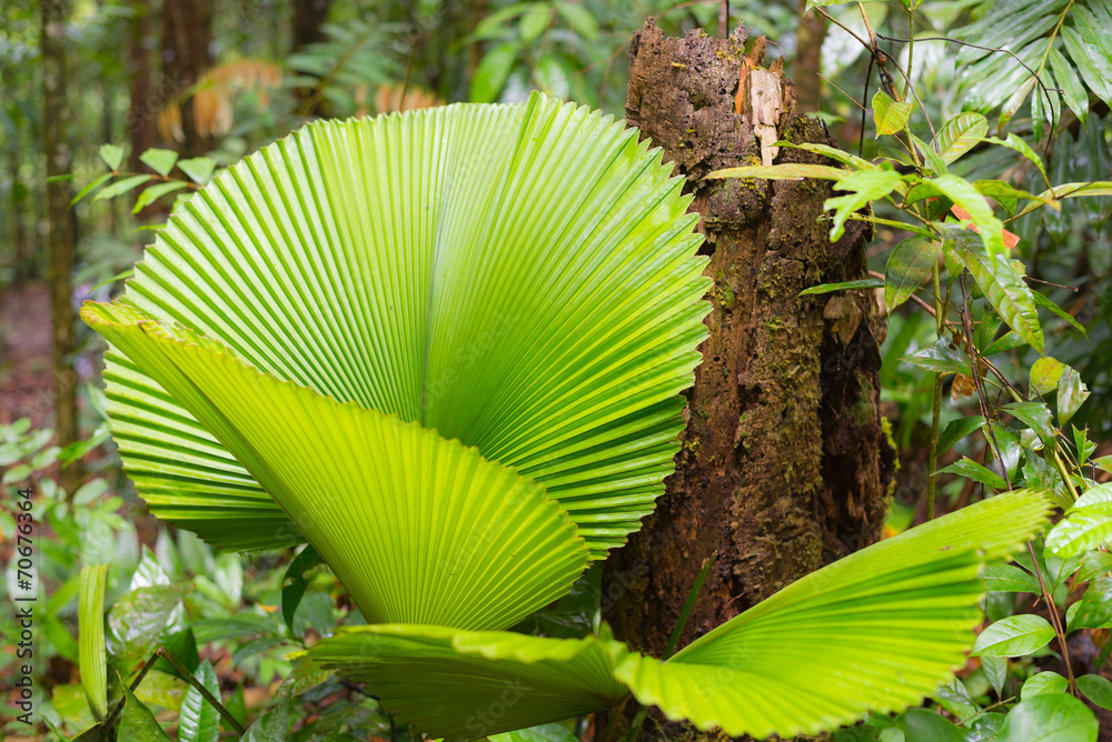 Borneo rainforest Borneo rainforest