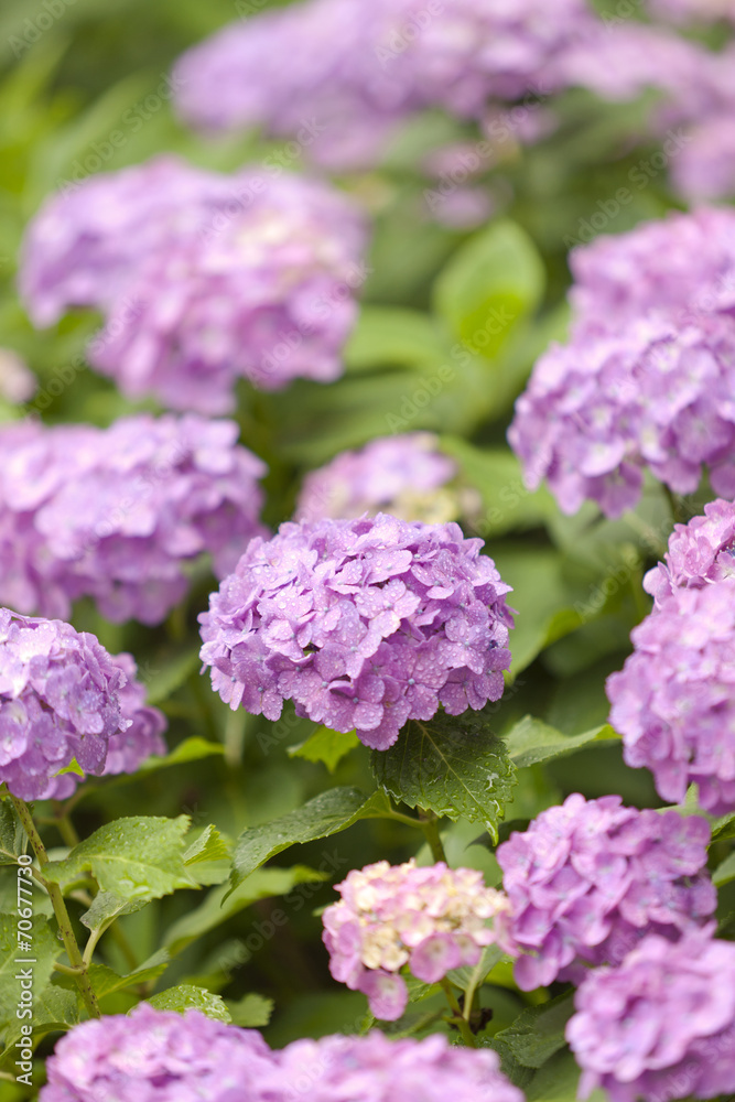 雨上がりのアジサイの花 雨上がりのアジサイの花