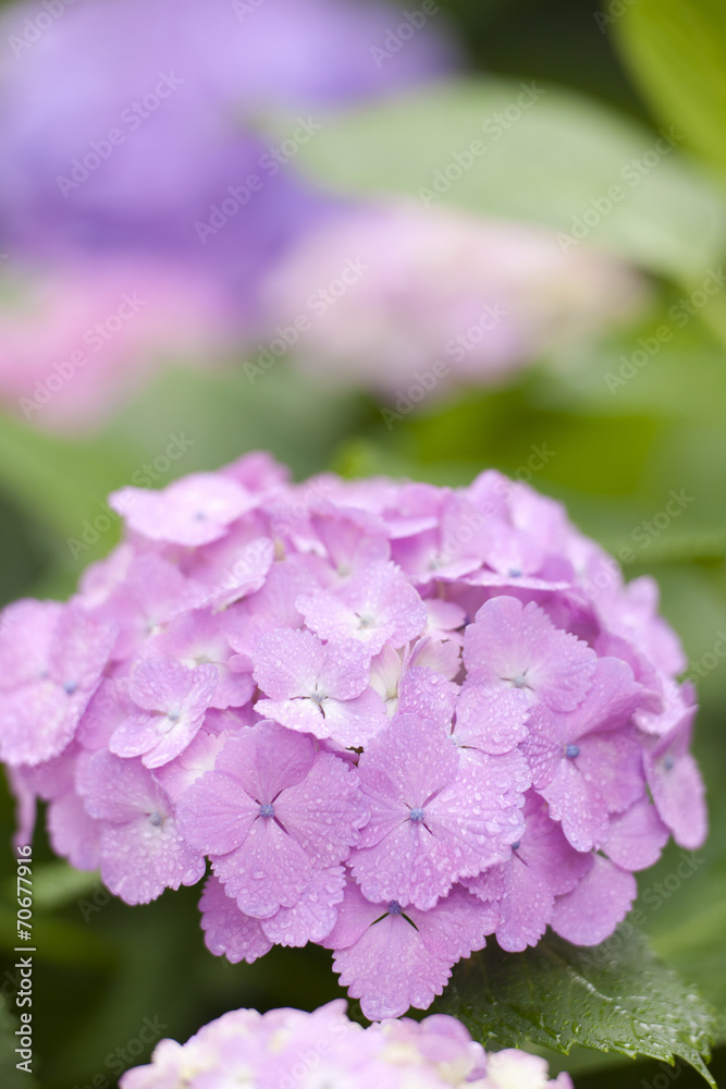 雨上がりのアジサイの花 雨上がりのアジサイの花