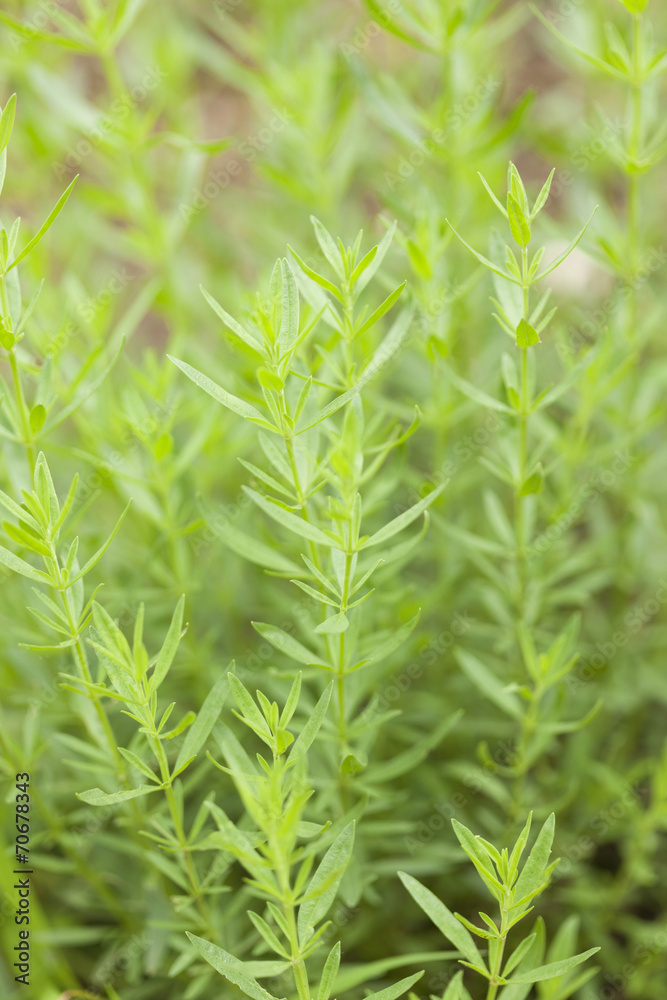 Obraz premium ヒソップ
