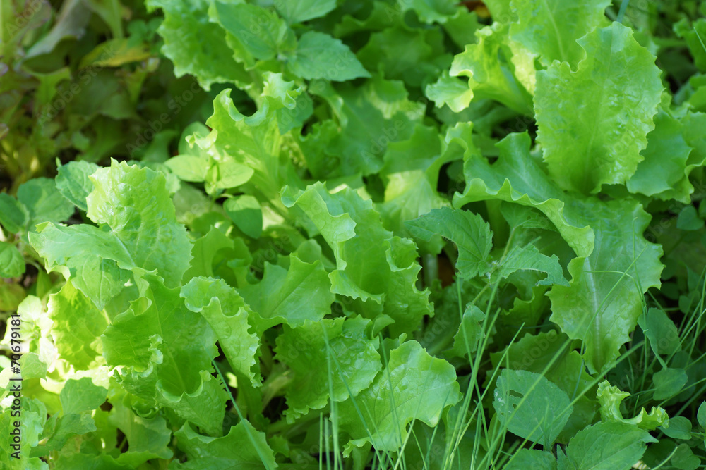 Green plants in the garden. Green plants in the garden.