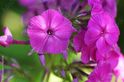 pink phlox flower in the garden
