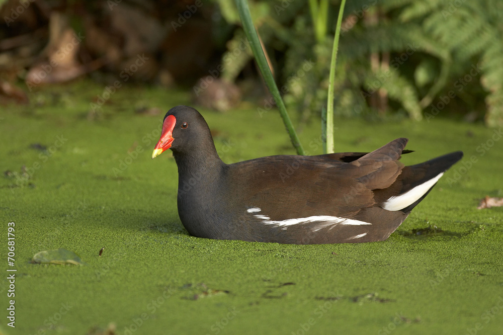 Moorhen - Gallinula chloropus Moorhen - Gallinula chloropus