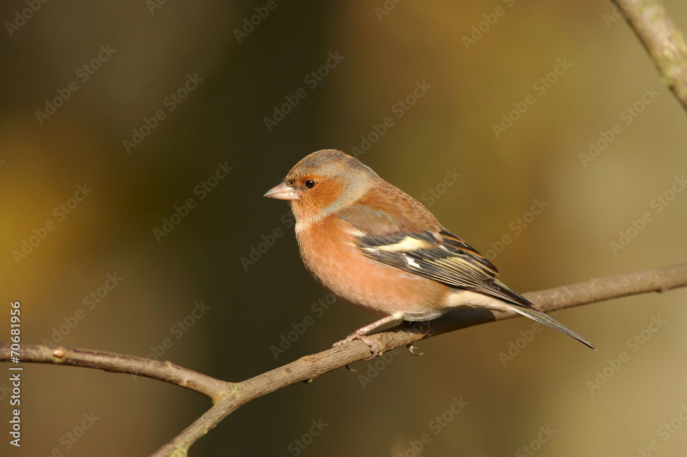 Chaffinch - Fringilla coelebs Chaffinch - Fringilla coelebs