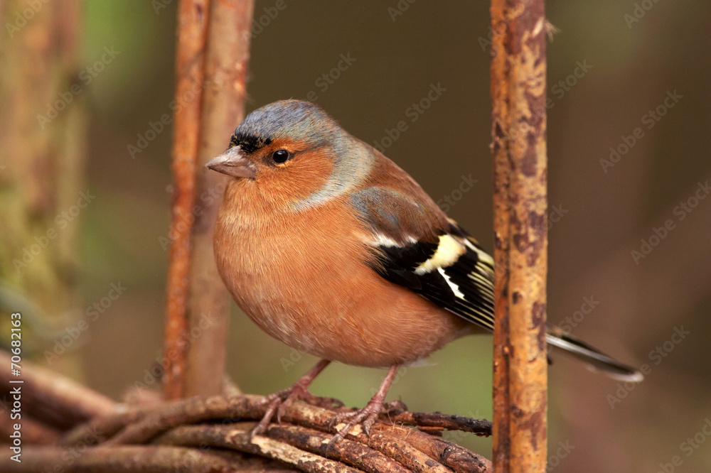 Fototapeta premium Chaffinch - Fringilla coelebs