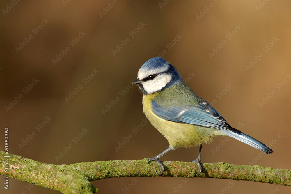Obraz premium Blue Tit - Parus caeruleus