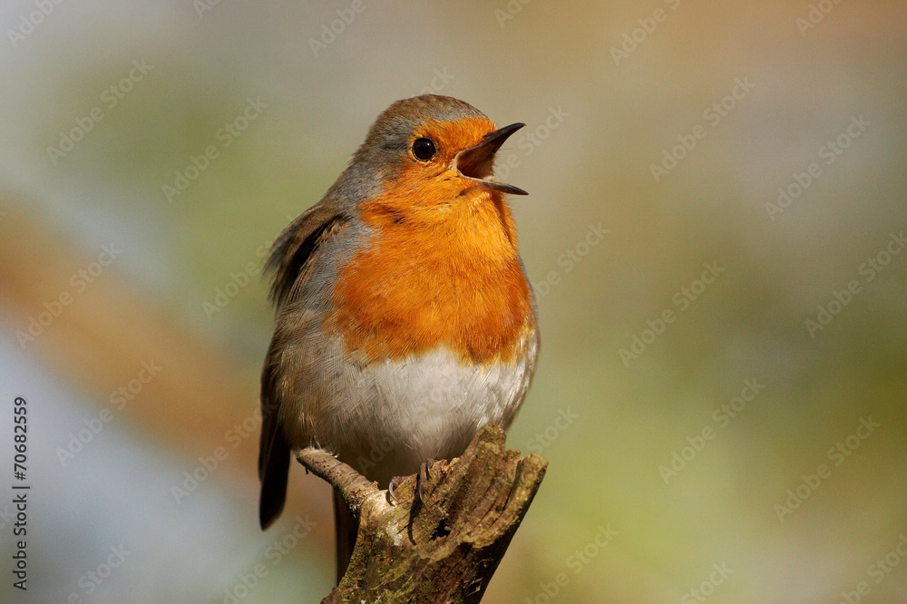 Robin - Erithacus rubecula Robin - Erithacus rubecula