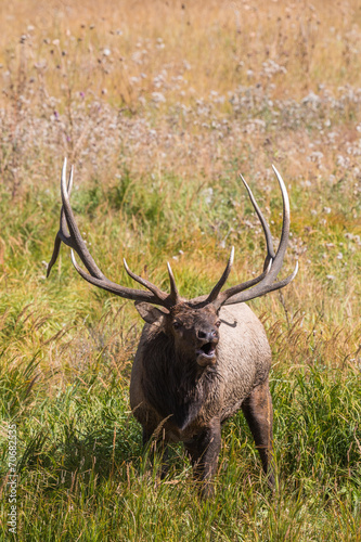 Bull Elk Bugling