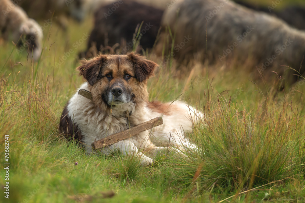 shepherd shepherd