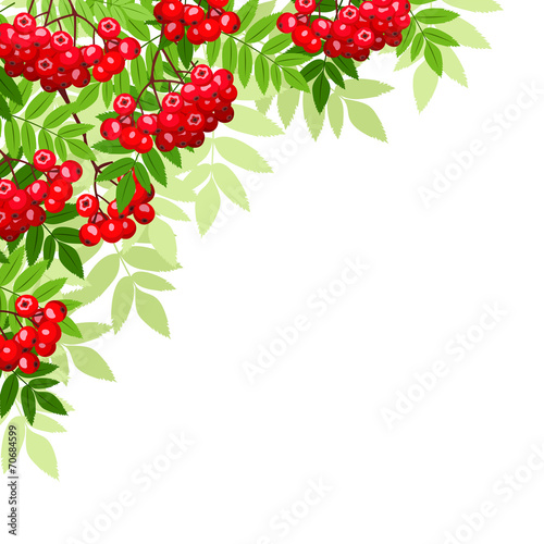 Vector background with rowan branches.