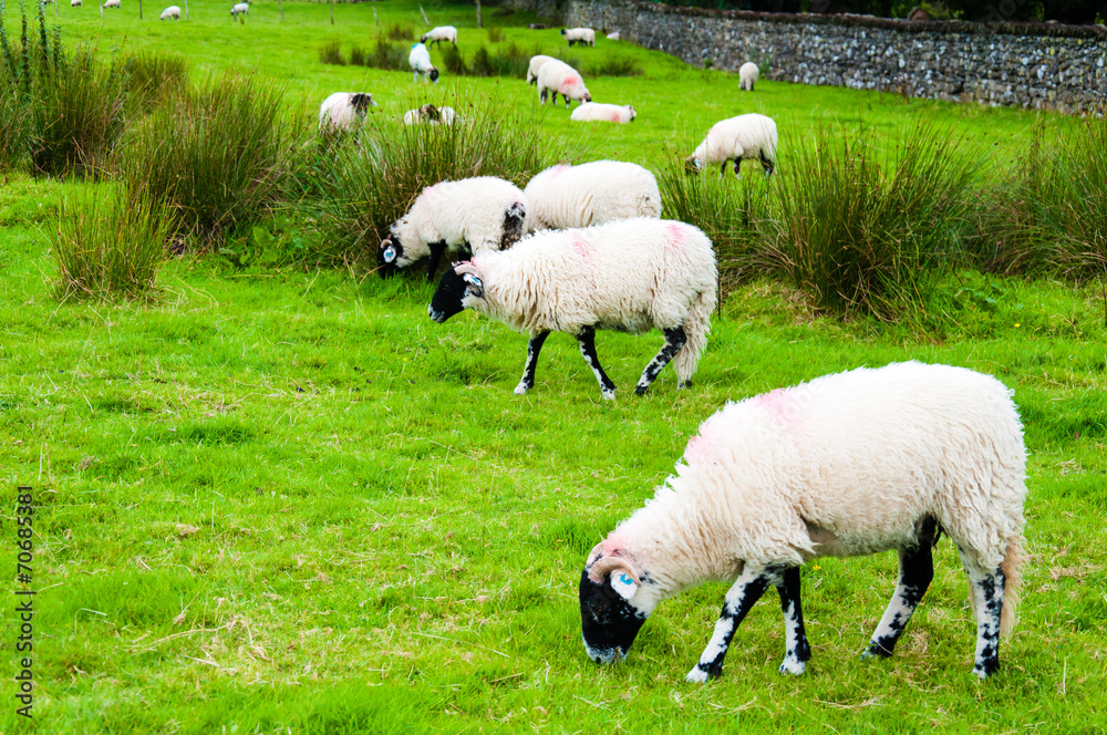 Fototapeta premium View of English grazing sheep in countryside