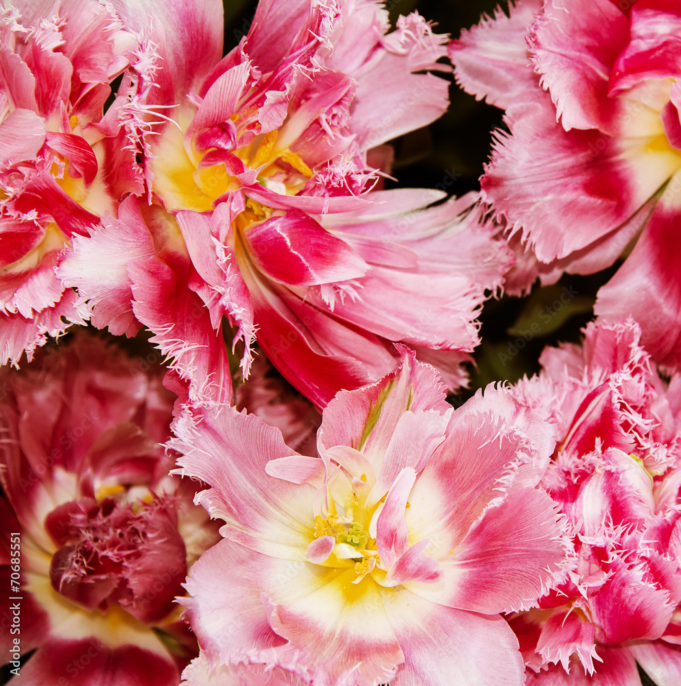 pink tulips in the detail