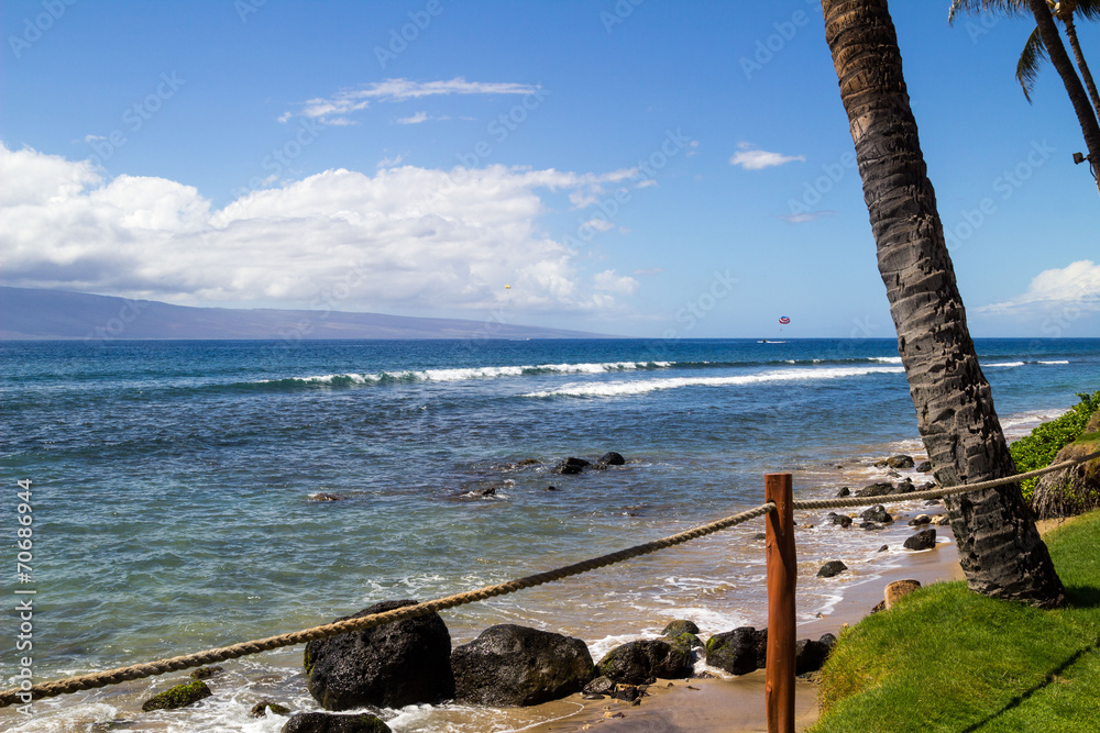 Palm on the beach, Hawaii