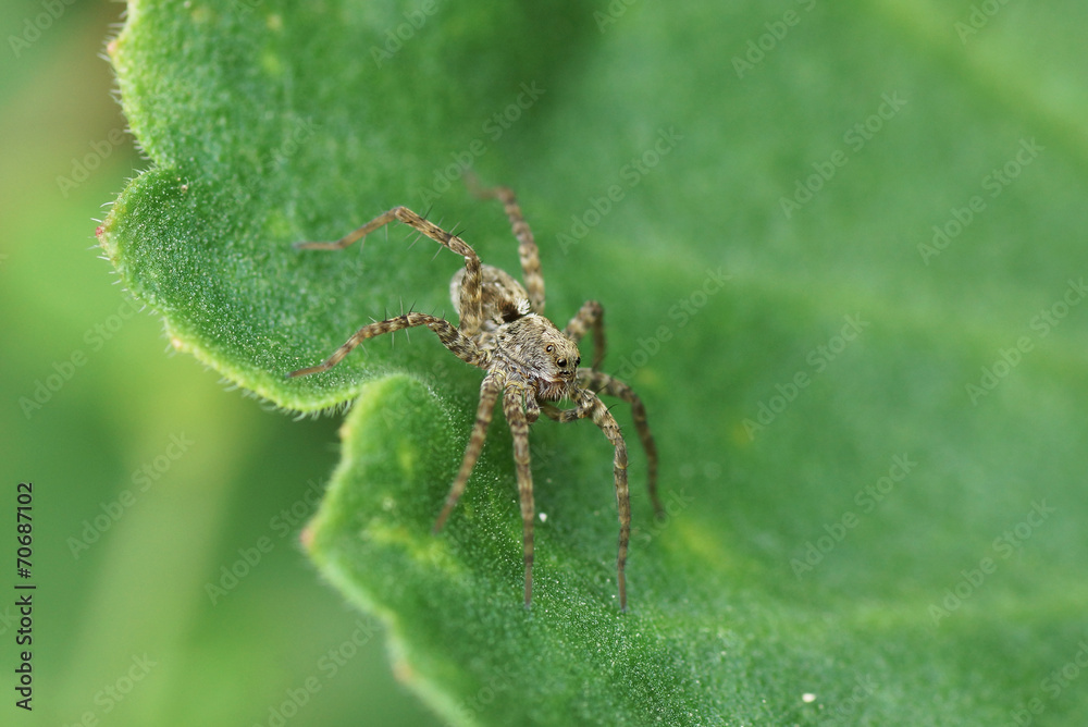 Spinne Spinne