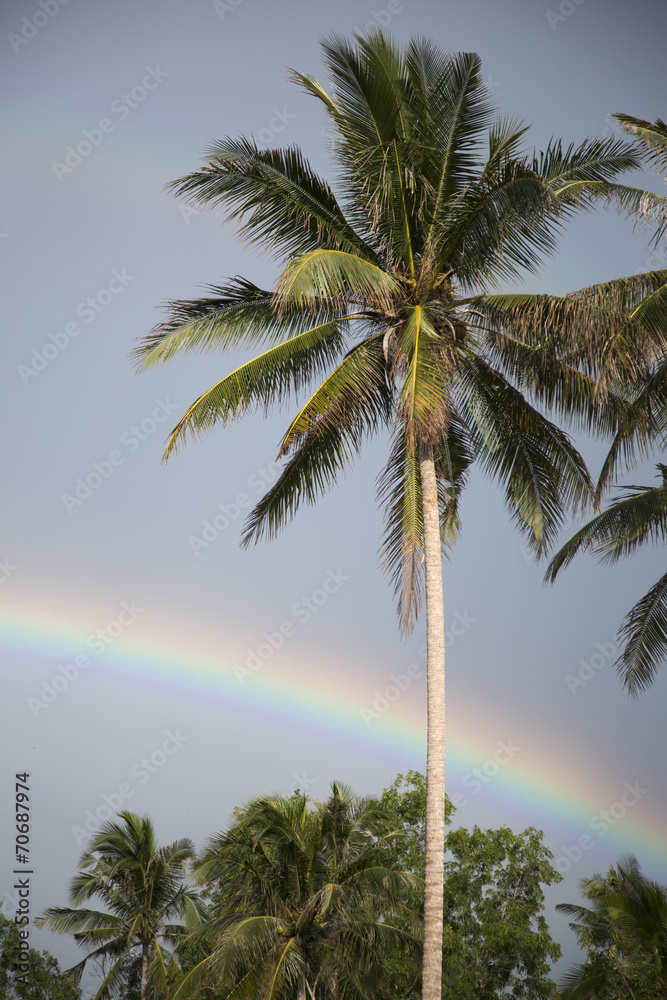 Cloudy sky and rainbow over a palm tree