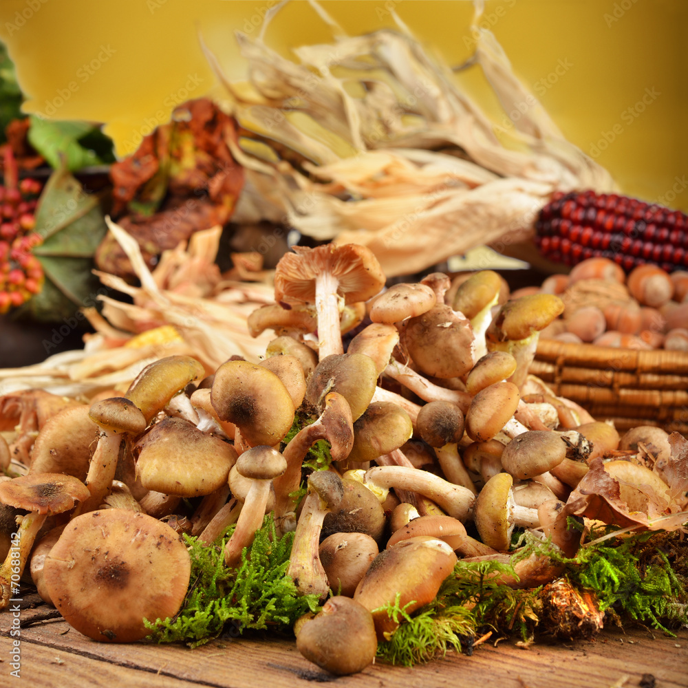 funghi chiodini atmosfera autunnale funghi chiodini atmosfera autunnale