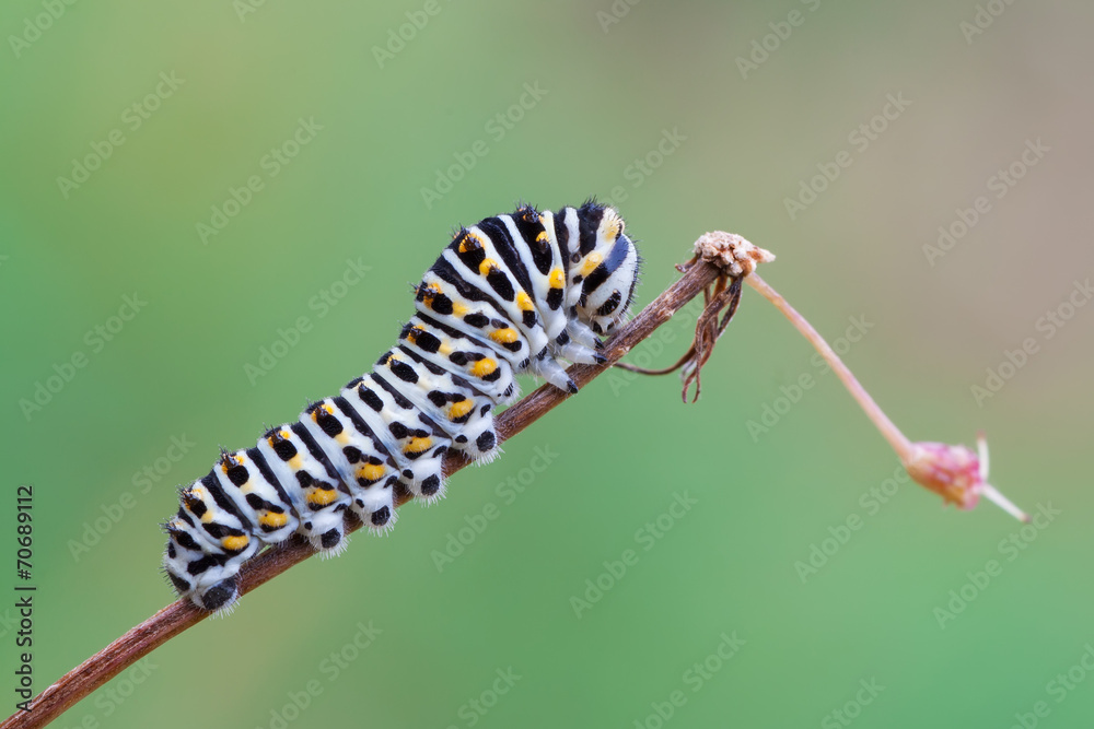 Naklejka premium Papilio machaon caterpillar