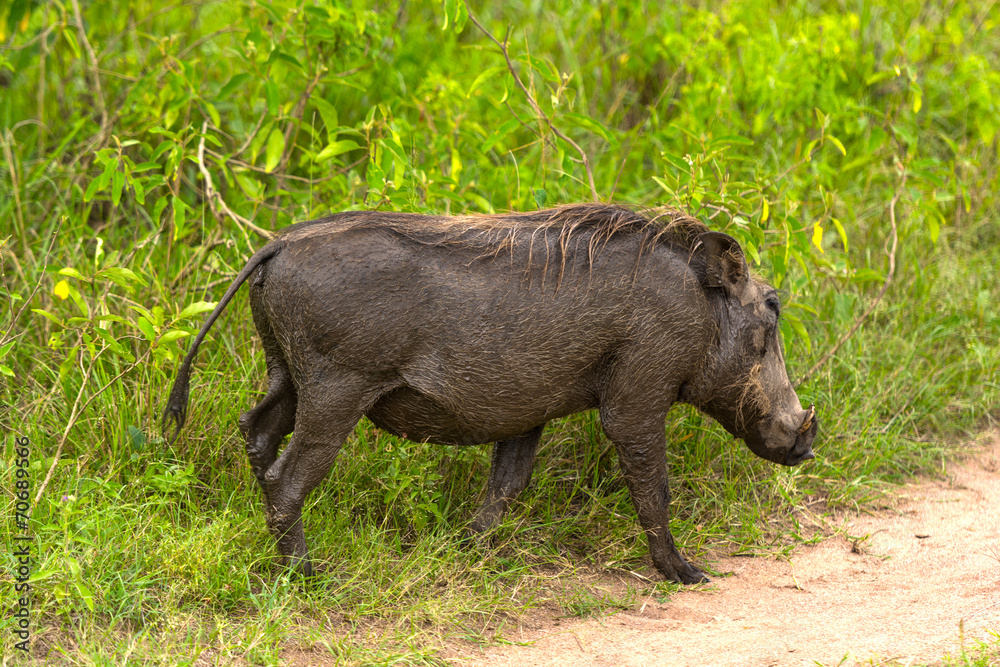 Warthog in the Wilderness Warthog in the Wilderness