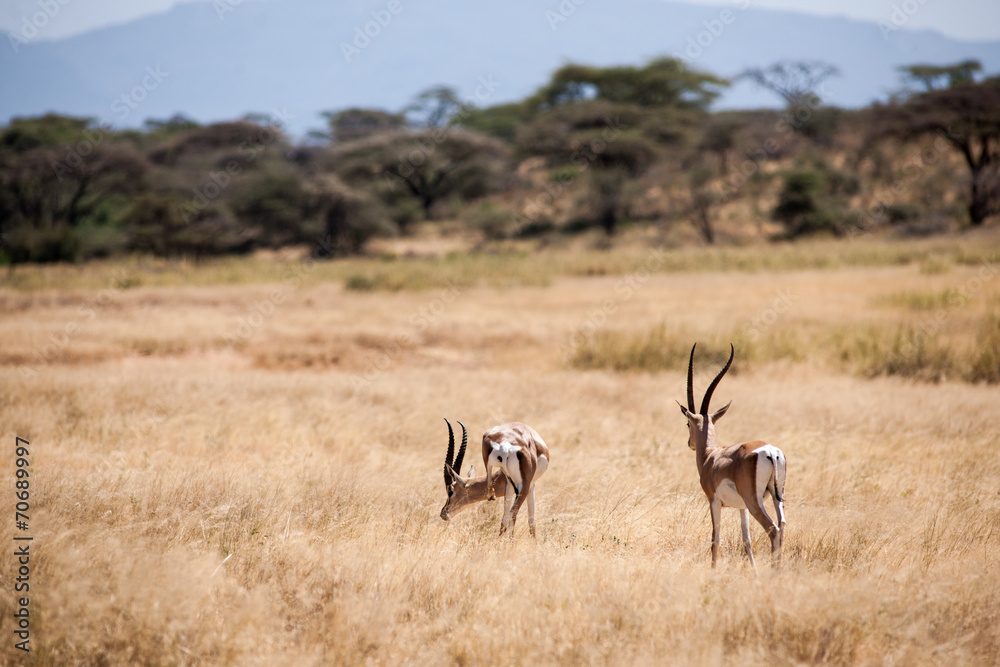 Naklejka premium impala