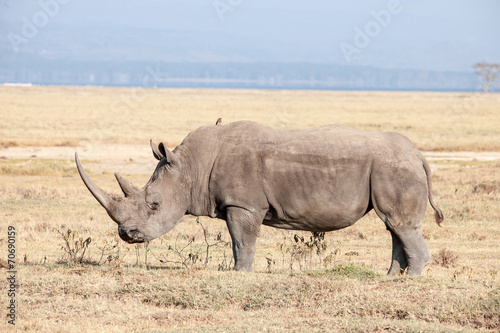 Rhino © Herbert