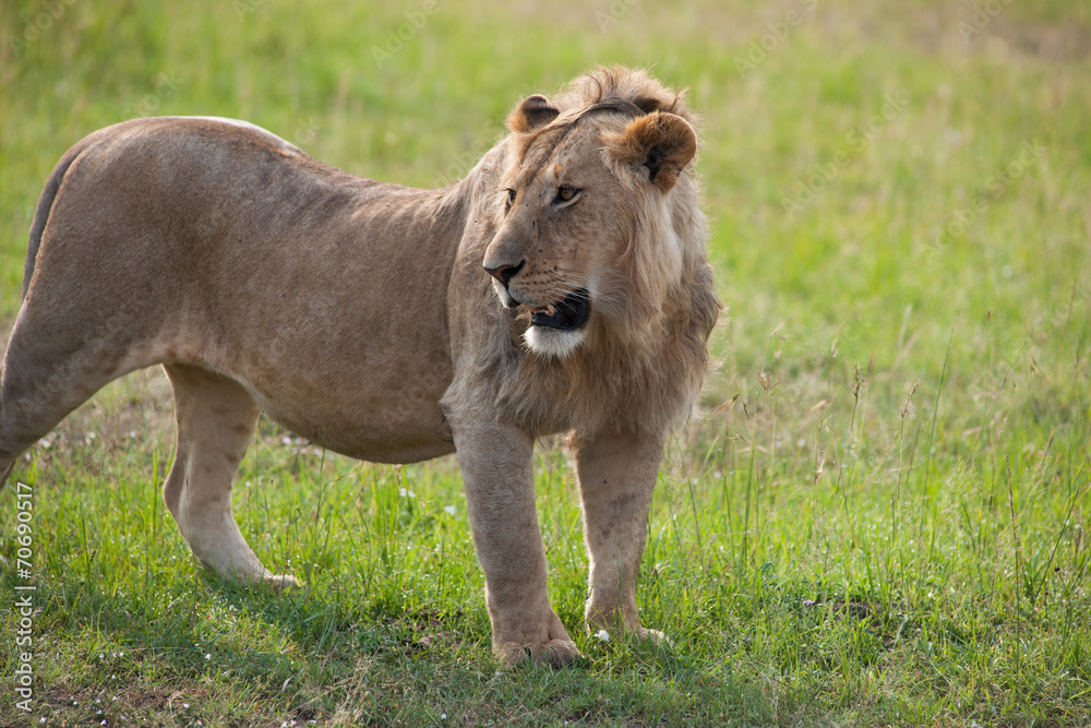 lion lion
