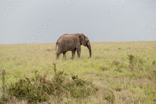 elephant