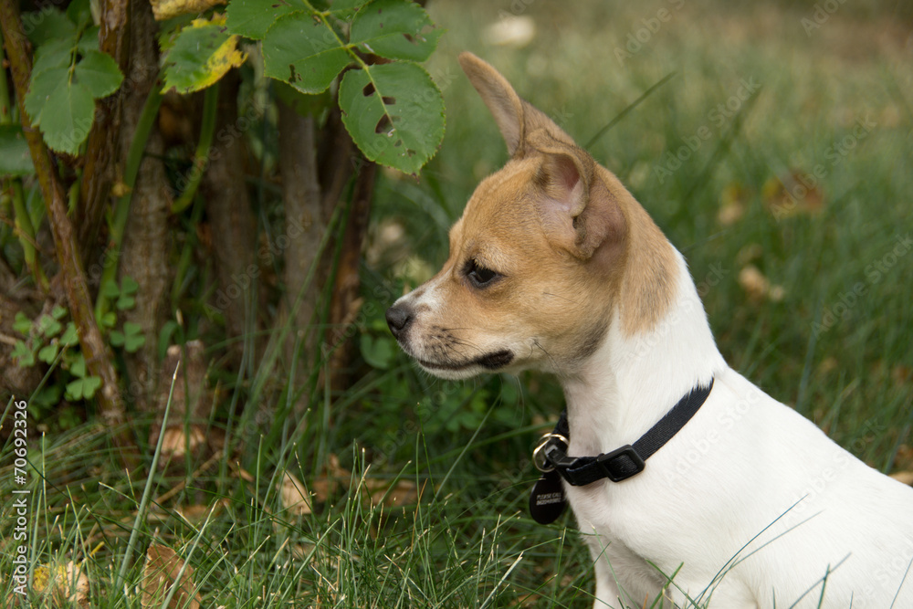 Jack Russell puppy