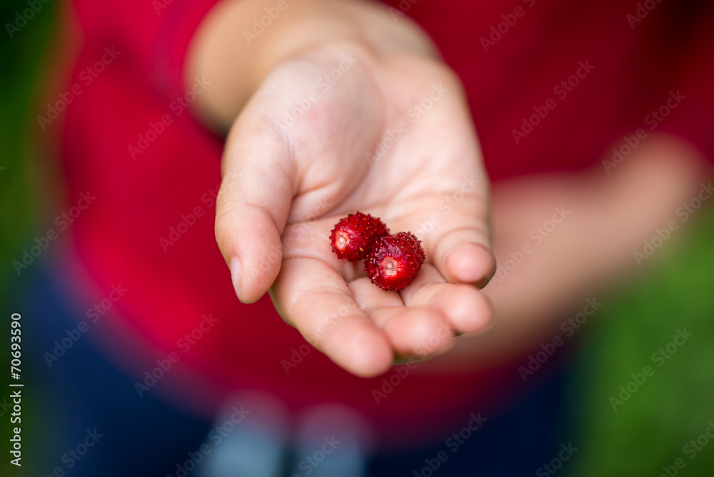 Close Up of Hand Holding Red Berries Close Up of Hand Holding Red Berries