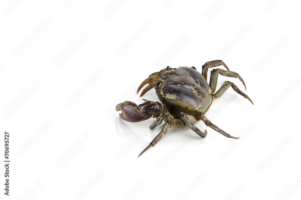 freshwater crab isolated on a white background freshwater crab isolated on a white background