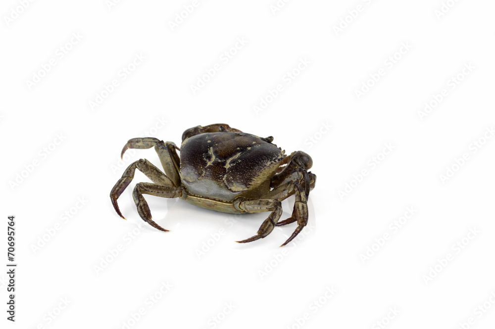 freshwater crab isolated on a white background