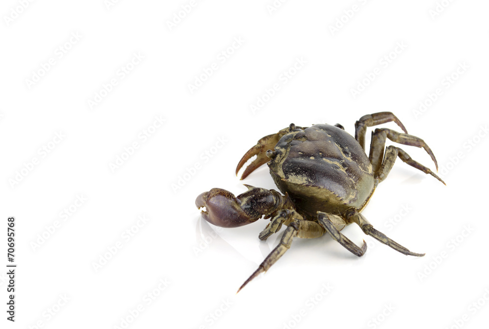 freshwater crab isolated on a white background