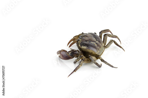 freshwater crab isolated on a white background