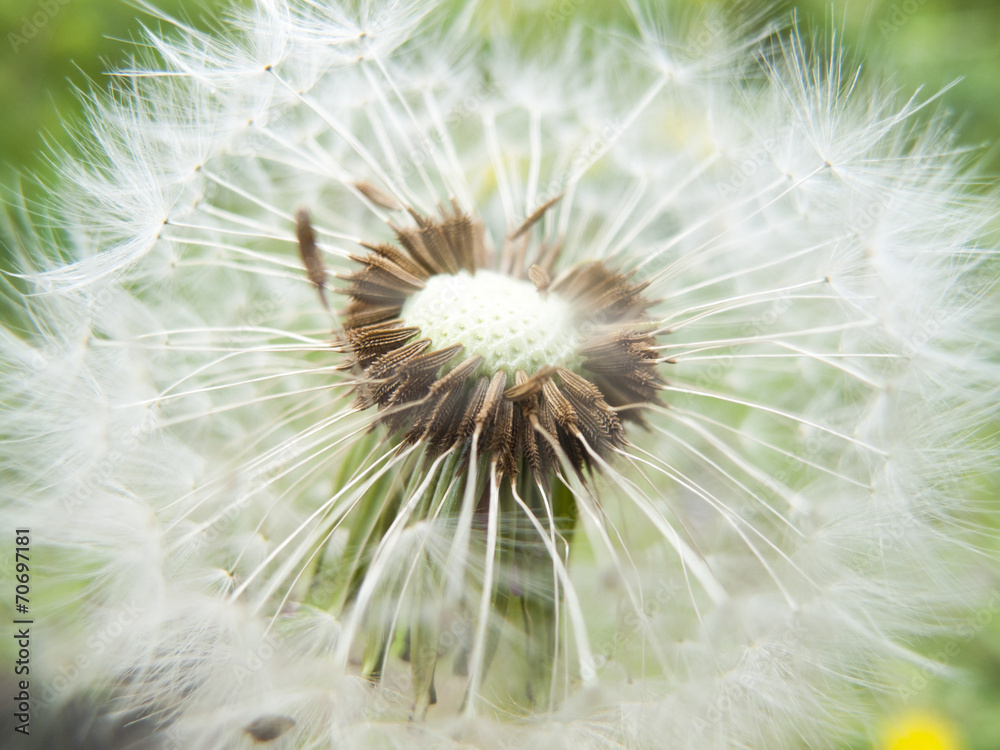 Fototapeta premium タンポポの綿毛
