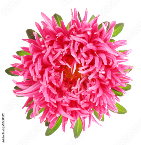 beautiful chrysanthemum flower, isolated on white