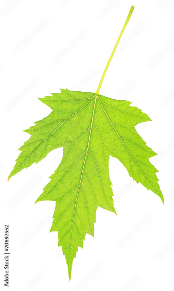 Green leaf isolated on white Green leaf isolated on white