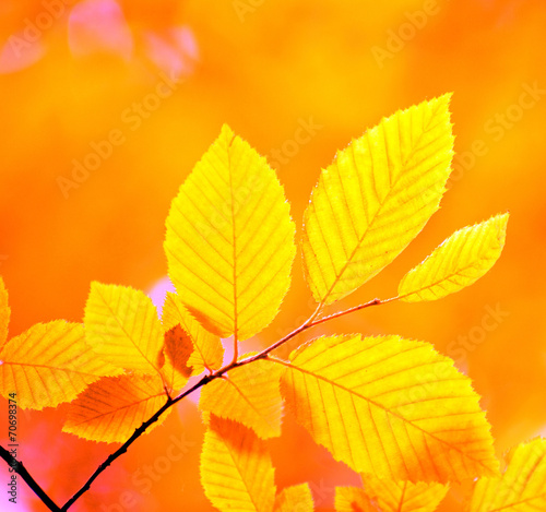 autumn leaves