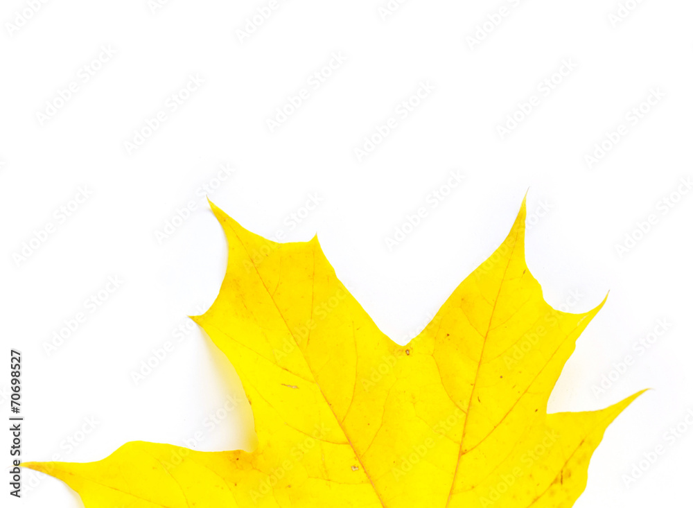 autumn leaf autumn leaf