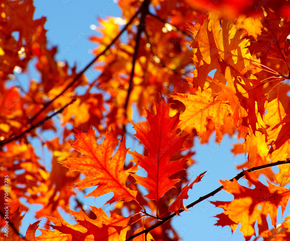 autumn leaves autumn leaves