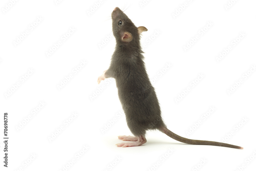 rat