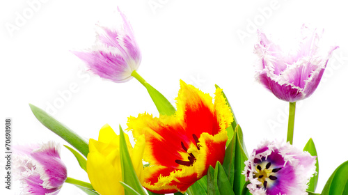  tulips © Pakhnyushchyy