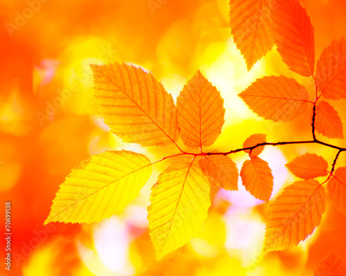 autumn leaves