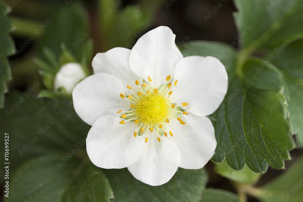 イチゴの花 イチゴの花