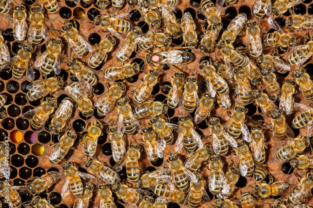Close up view of the working bees on honeycomb Close up view of the working bees on honeycomb