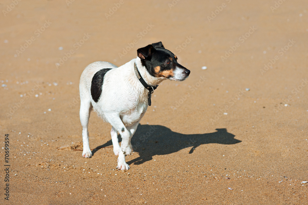 Jack Russell Terrier dog on nature background. Jack Russell Terrier dog on nature background.