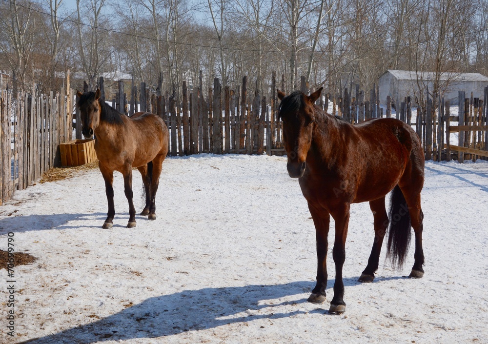 The bay horses, standing in the corral The bay horses, standing in the corral