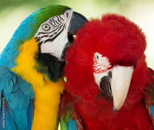  parrots