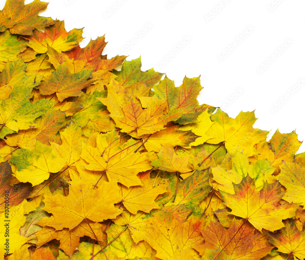 autumn leaves
